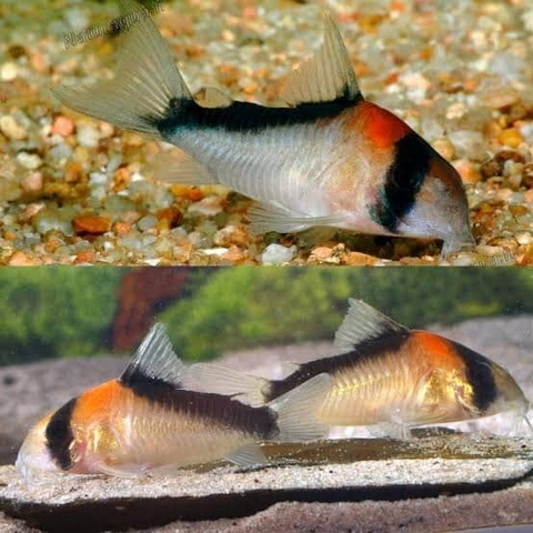 Corydora adolfoi