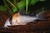 Corydora adolfoi en internet