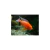 Ciclido Aulonocara dragon blood albino - comprar online