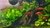 Barbus cereza - comprar online