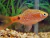 Barbus conchonius - comprar online