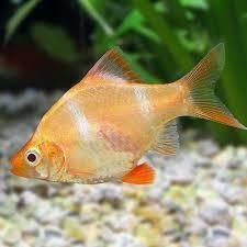 Barbus tetrazona naranja