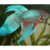 Betta macho cola de velo