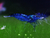 Camaron Blue diamond - comprar online