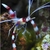 Camaron boxeador Stenopus Hispidus