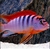 Hongi Super red top