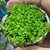 Hemianthus callitrichoides "Cuba"