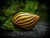 Caracol Neritina Zebra/Tigre - comprar online