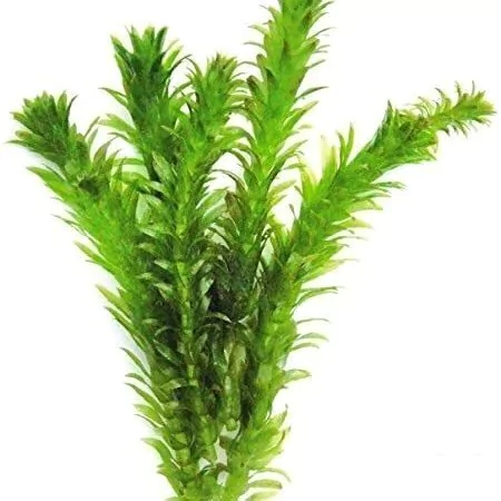 Elodea