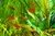 Tetra ember - comprar online
