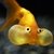 Goldfish burbuja - comprar online