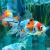 Goldfish calico - comprar online