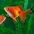 Goldfish naranja