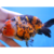 Goldfish ranchu - comprar online