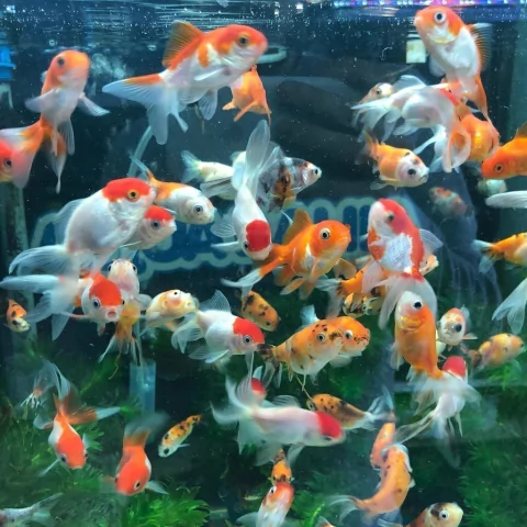 Goldfish calico - comprar online