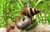 Caracol helena (Caracol asesino) - comprar online