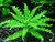 Pogostemon Helferi - comprar online