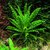 Pogostemon Helferi