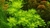 Hottonia Palustris - comprar online