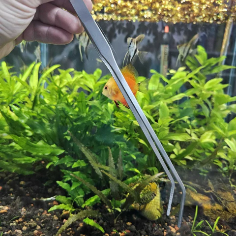 Pinza Curva 27 cm AFG03c - comprar online