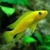 Neolamprologus Leleupi