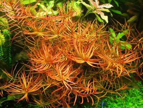 Ludwigia Arcuata