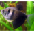 Monjita negra