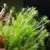 Mayaca fluviatilis - comprar online