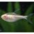 Tetra neon blanco