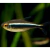 Tetra neon negro