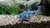 Corydora paleatus - comprar online