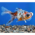 Goldfish telescopio calico
