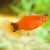 Platy mickey