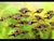 Rasbora arlequin - comprar online