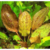 Echinodorus red Ozelot