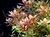 Rotala Rotundifolia en internet