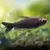 Tetra Emperador Negro