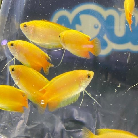 Colisa chuna miel