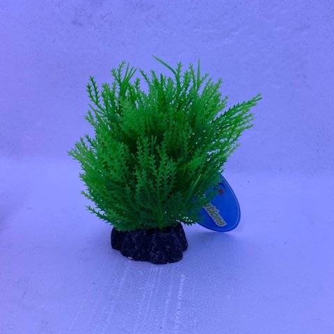 Planta individual 10cm verde