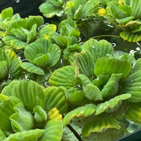 Repollitos flotantes