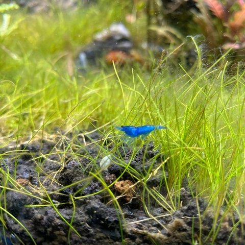 Camaron azul blue velvet