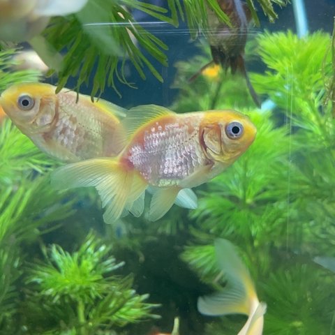 Goldfish blanco