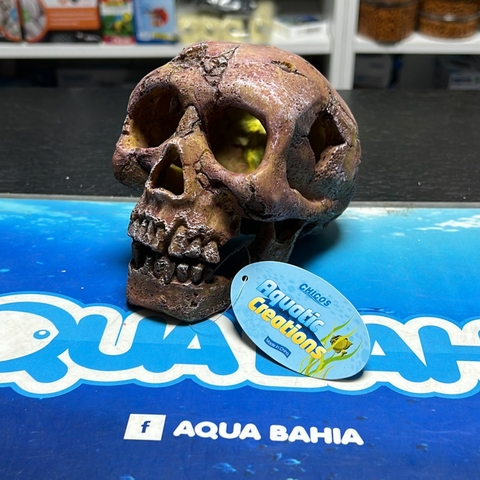 Craneo calavera 4617