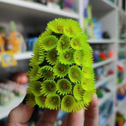 Coral silicona SH 112