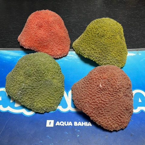 Coral resina cerebro
