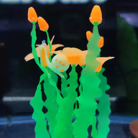 Algas Silicona HZ001