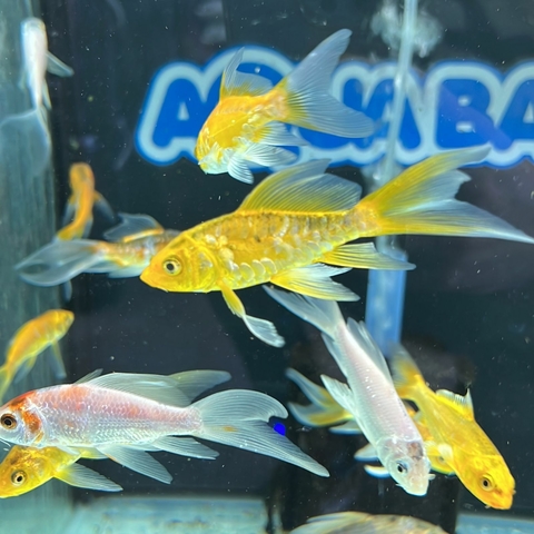 Carpa nacional velifera KOI
