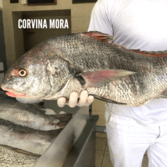 Pesca Fresca Entera