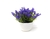 Maceta Bonsai lavanda código 1 - comprar online