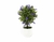 maceta bonsai topiario flores cod:1 - comprar online